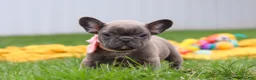 French Bulldog dogs for sale: Lucy - Ad 6