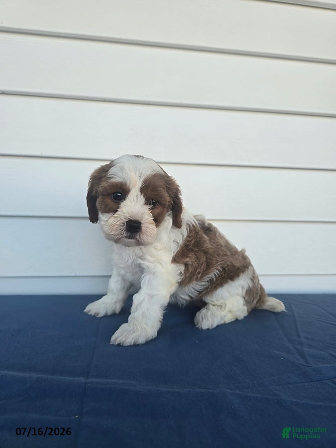 Cavapoo dogs Kia - Ad 1