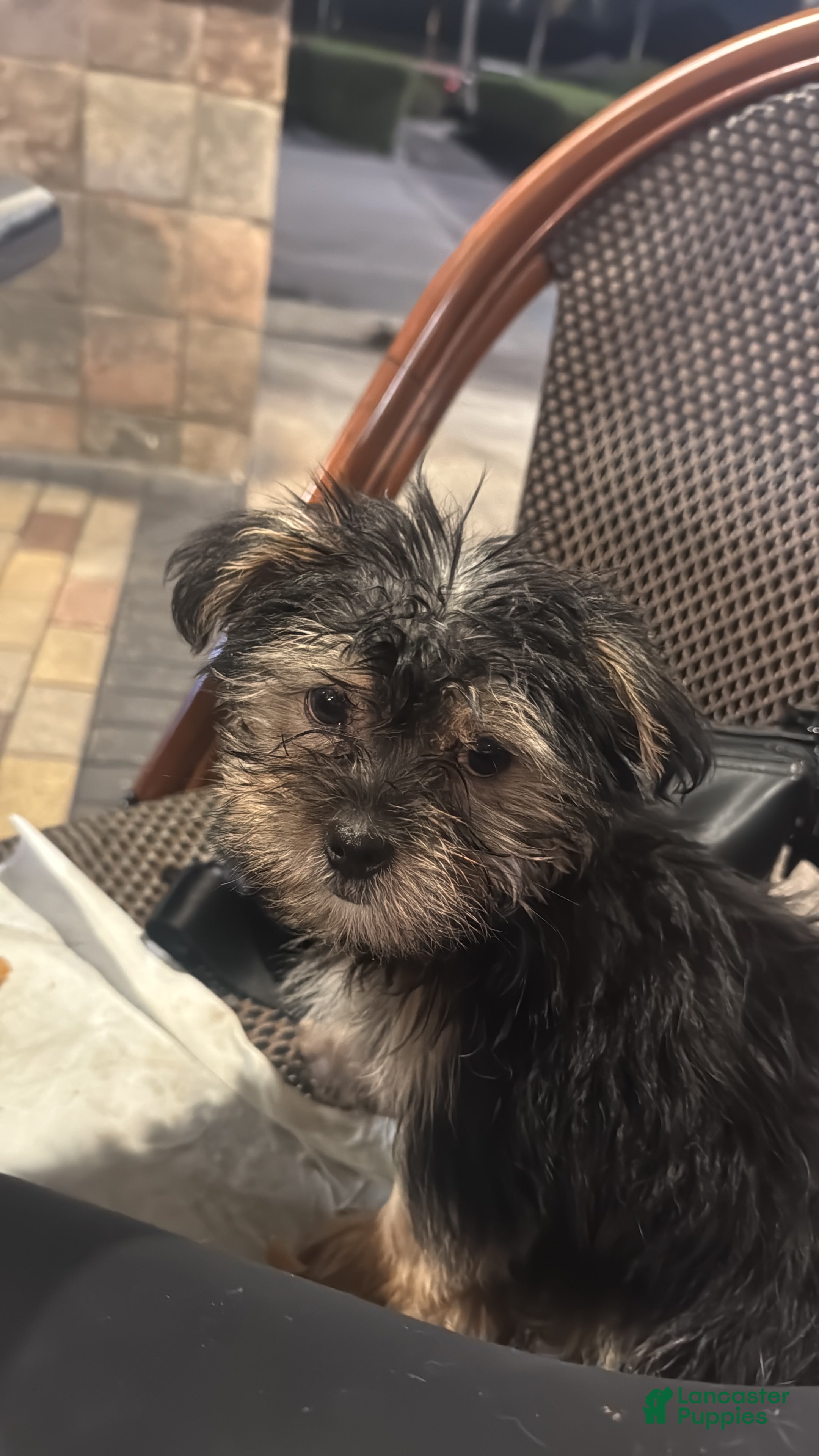 Mixed Breed dogs Gordo - Ad 2