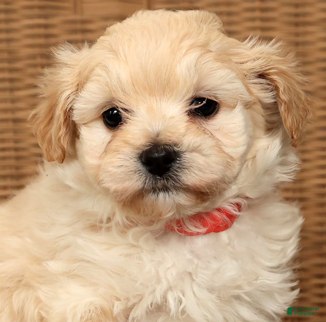 Maltipoo dogs for sale: Lexie - Ad 8
