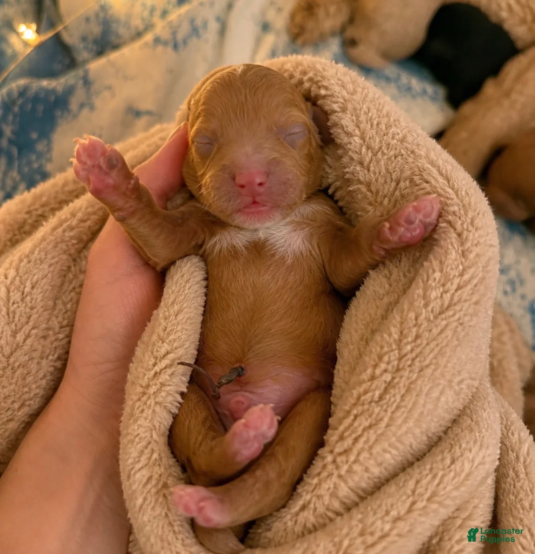 Miniature Poodle dogs for sale: Finn - Ad 1