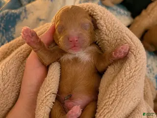 Miniature Poodle dogs for sale: Finn - Ad 3