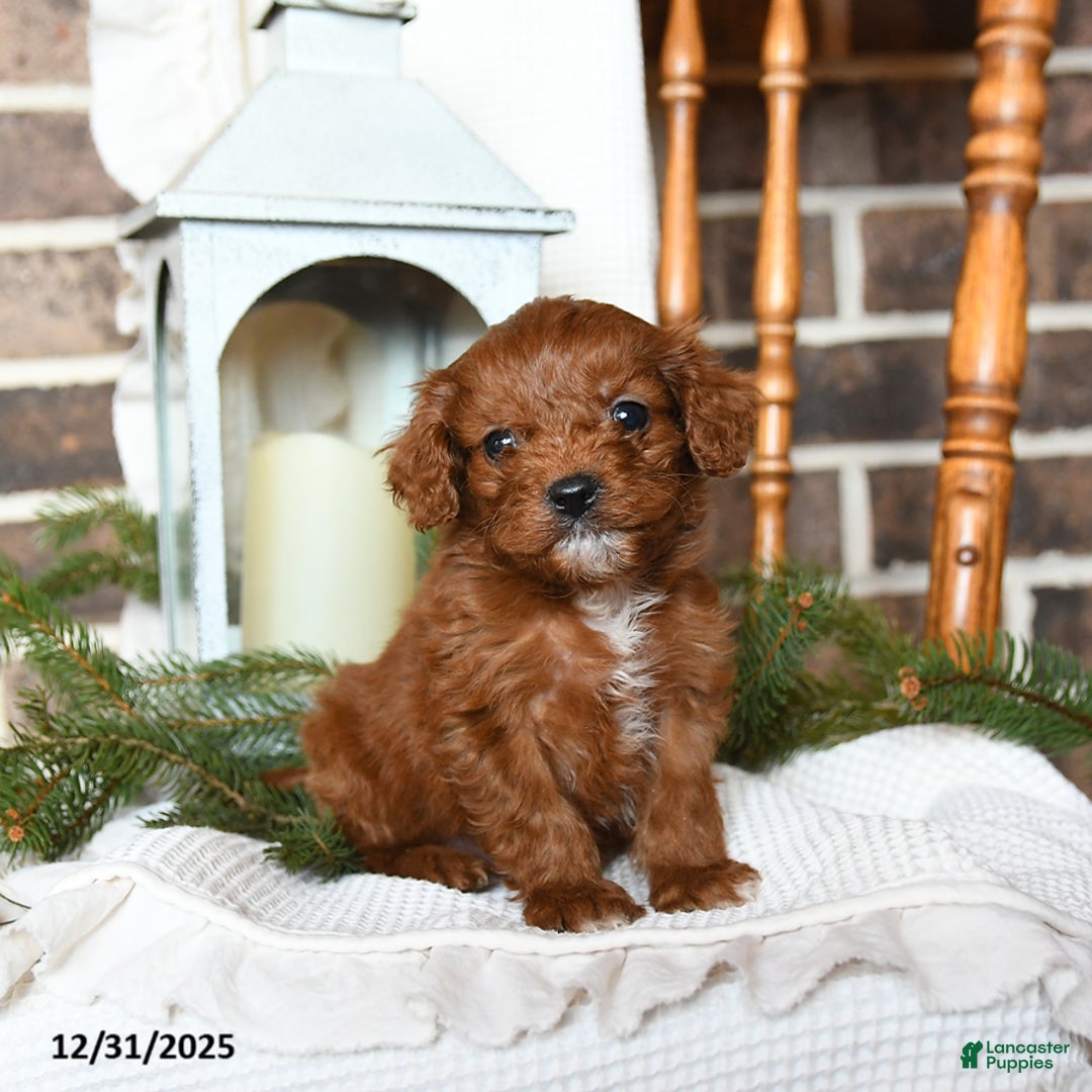 Cavapoo dogs for sale: Sierra - Ad 3