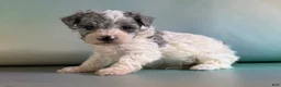 Maltipoo dogs for sale: Marlow - Ad 4