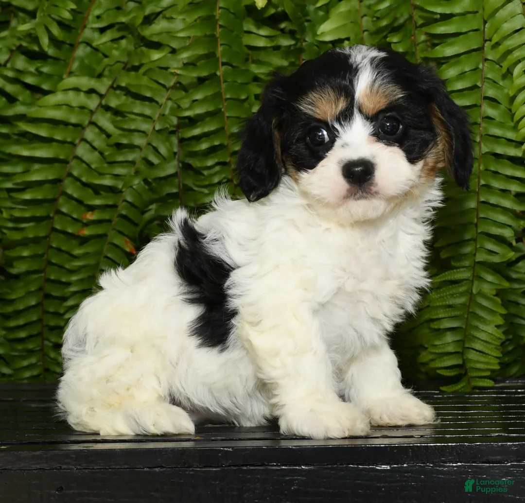 Gallery Image {{count}}