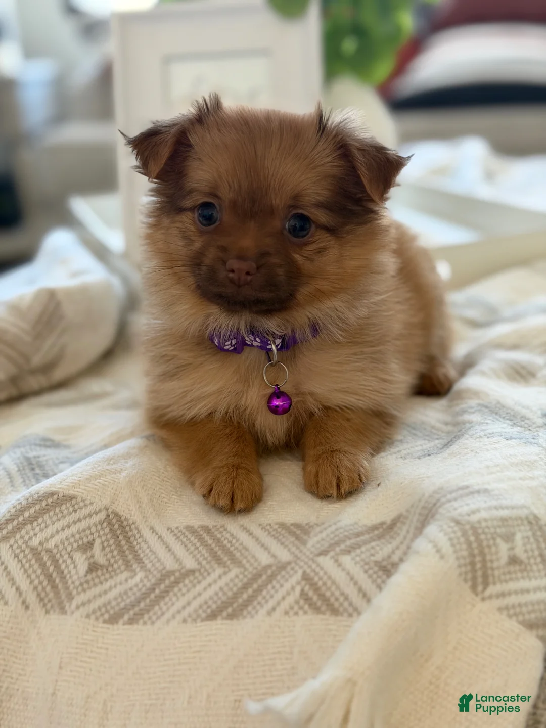 Mixed Breed dogs for sale: Mixed Breed Puppy 2 - Ad 3