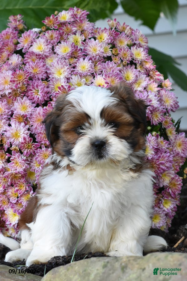Shih Tzu dogs Jack - Ad 2