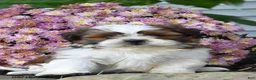Shih Tzu dogs for sale: Jack - Ad 2