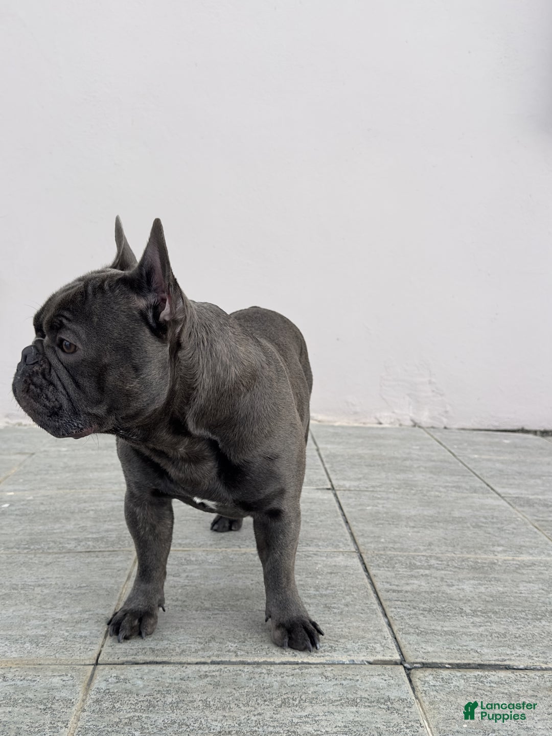 French Bulldog dogs for stud: Bruno - Ad 7