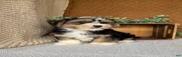 Havanese dogs for sale: Jasper  - Ad 4