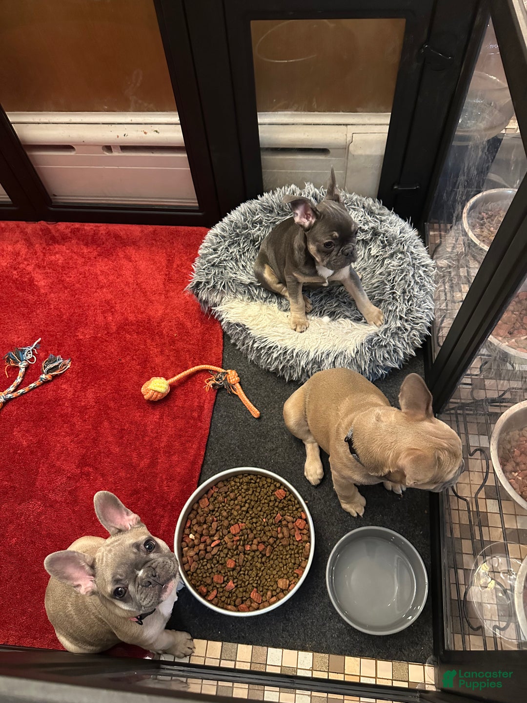 French Bulldog dogs for sale: Boss - Ad 5
