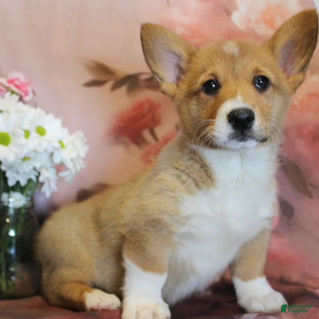Welsh Corgi Pembroke dogs for sale: EL - Ad 1