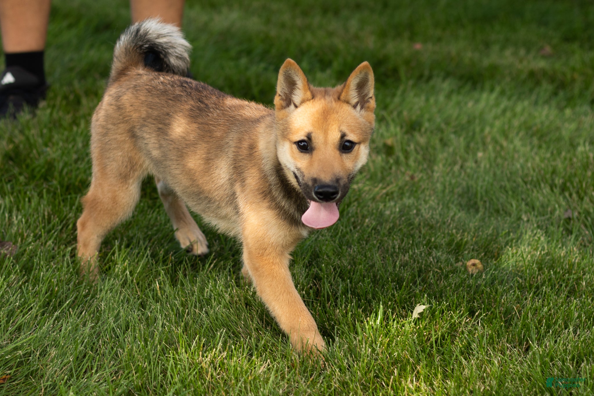 Brent (Shiba Inu, Male) in Millersburg, IN