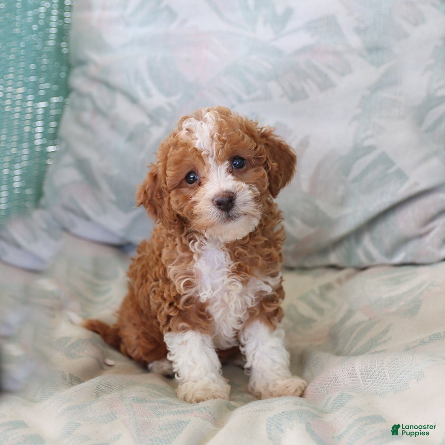 Toy Poodle dogs Ruby - Ad 1