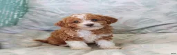Toy Poodle dogs for sale: Ruby - Ad 1