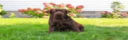 Labrador Retriever dogs for sale: Tasha - Ad 3