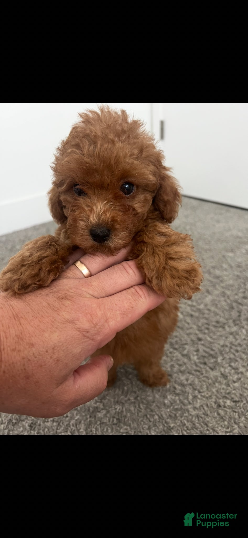 Toy Poodle dogs for sale: Toy Poodle Puppy 2 - Ad 3