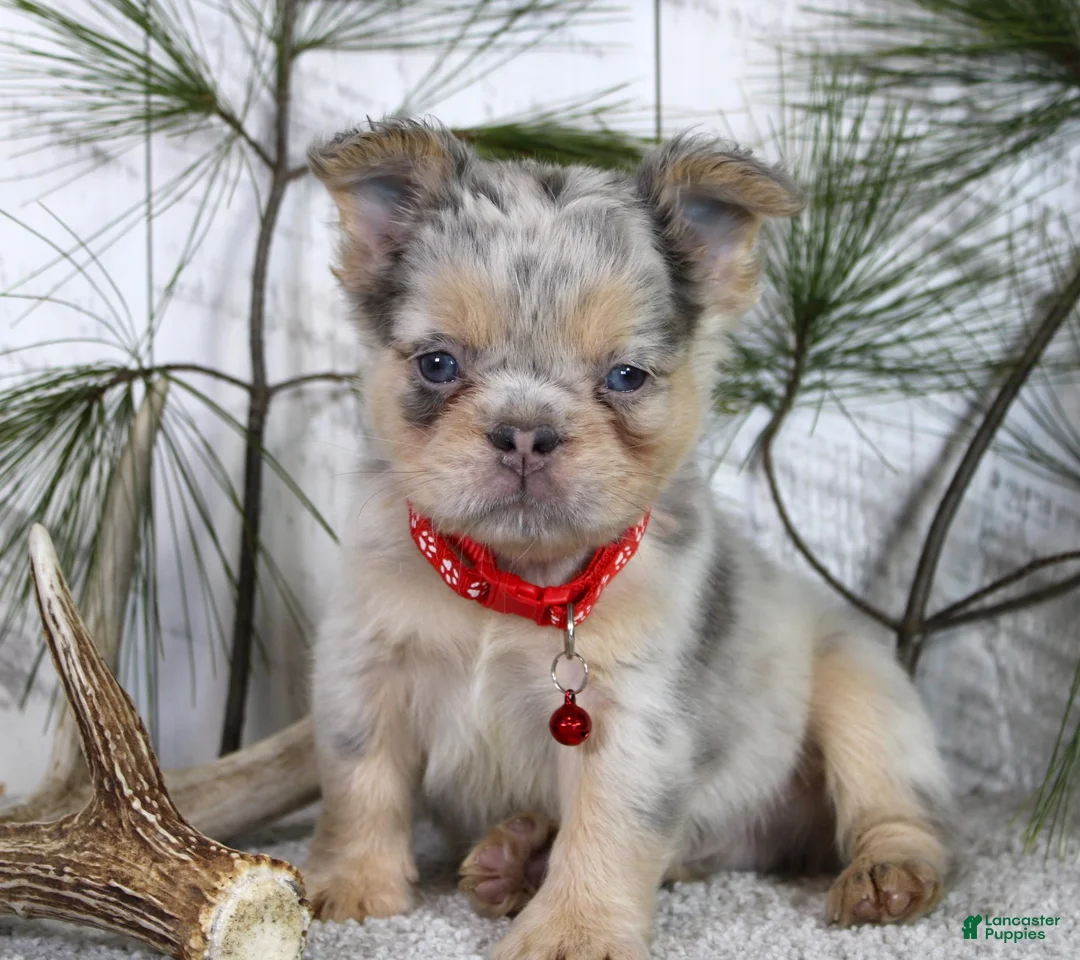 French Bulldog dogs for sale: Milo - Ad 1