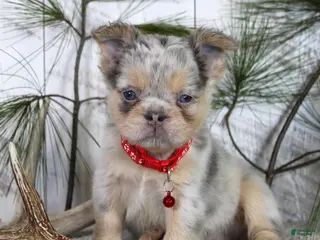 French Bulldog dogs for sale: Milo - Ad 3