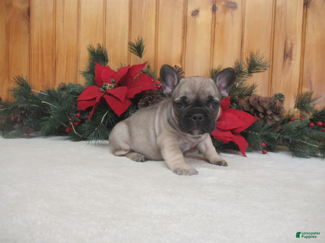 French Bulldog dogs for sale: AKC Dancer - Ad 2