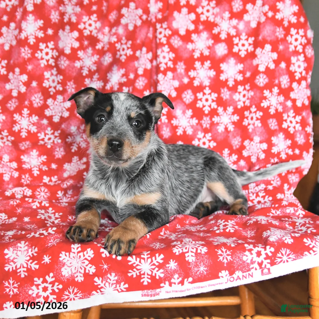 Australian Cattle Dog dogs for sale: Jade - Ad 7