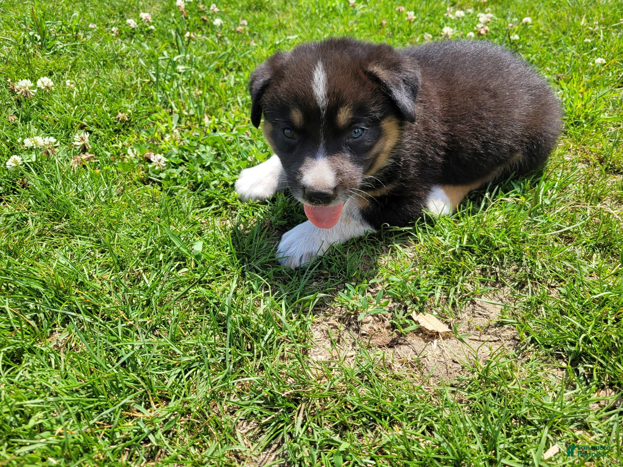Mixed Breed dogs Ram  - Ad 1