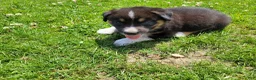 Mixed Breed dogs for sale: Ram  - Ad 1
