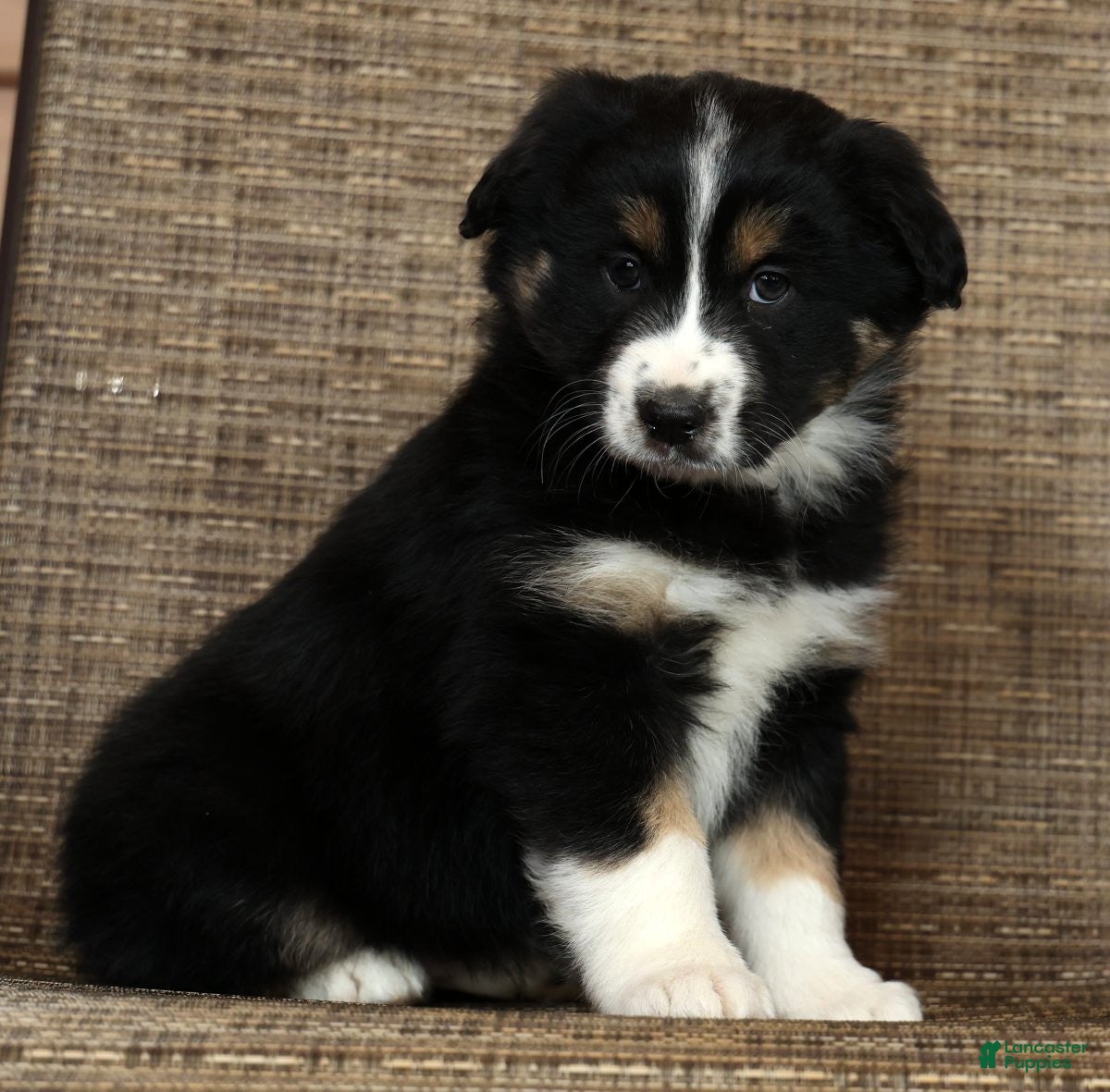 Miniature Australian Shepherd dogs Rose - Ad 1