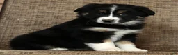 Miniature Australian Shepherd dogs for sale: Rose - Ad 1