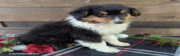 Mixed Breed dogs for sale: Texas - Ad 3