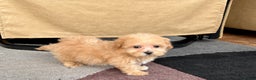 Maltipoo dogs for sale: Maltipoo Male Puppy 3 - Ad 8
