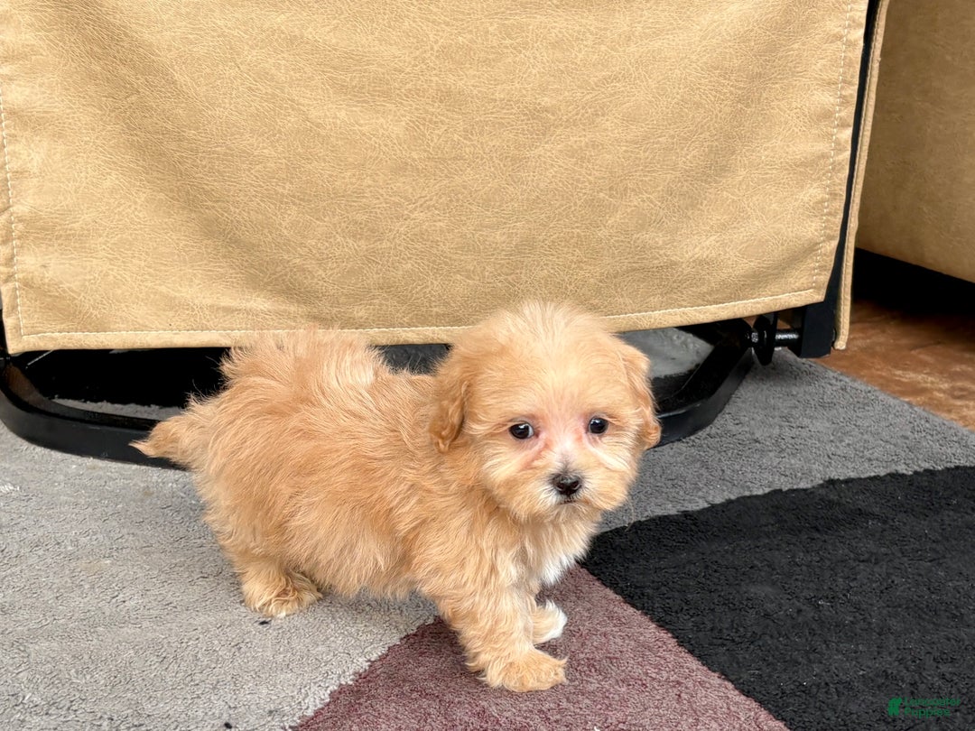 Maltipoo dogs for sale: Maltipoo Male Puppy 3 - Ad 8