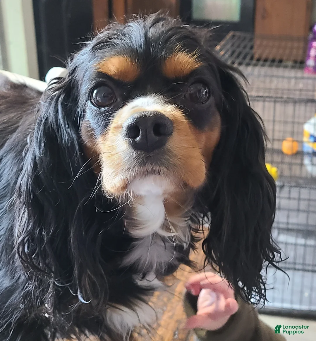 Cavalier King Charles Spaniel dogs for sale: ROSIE - Ad 7