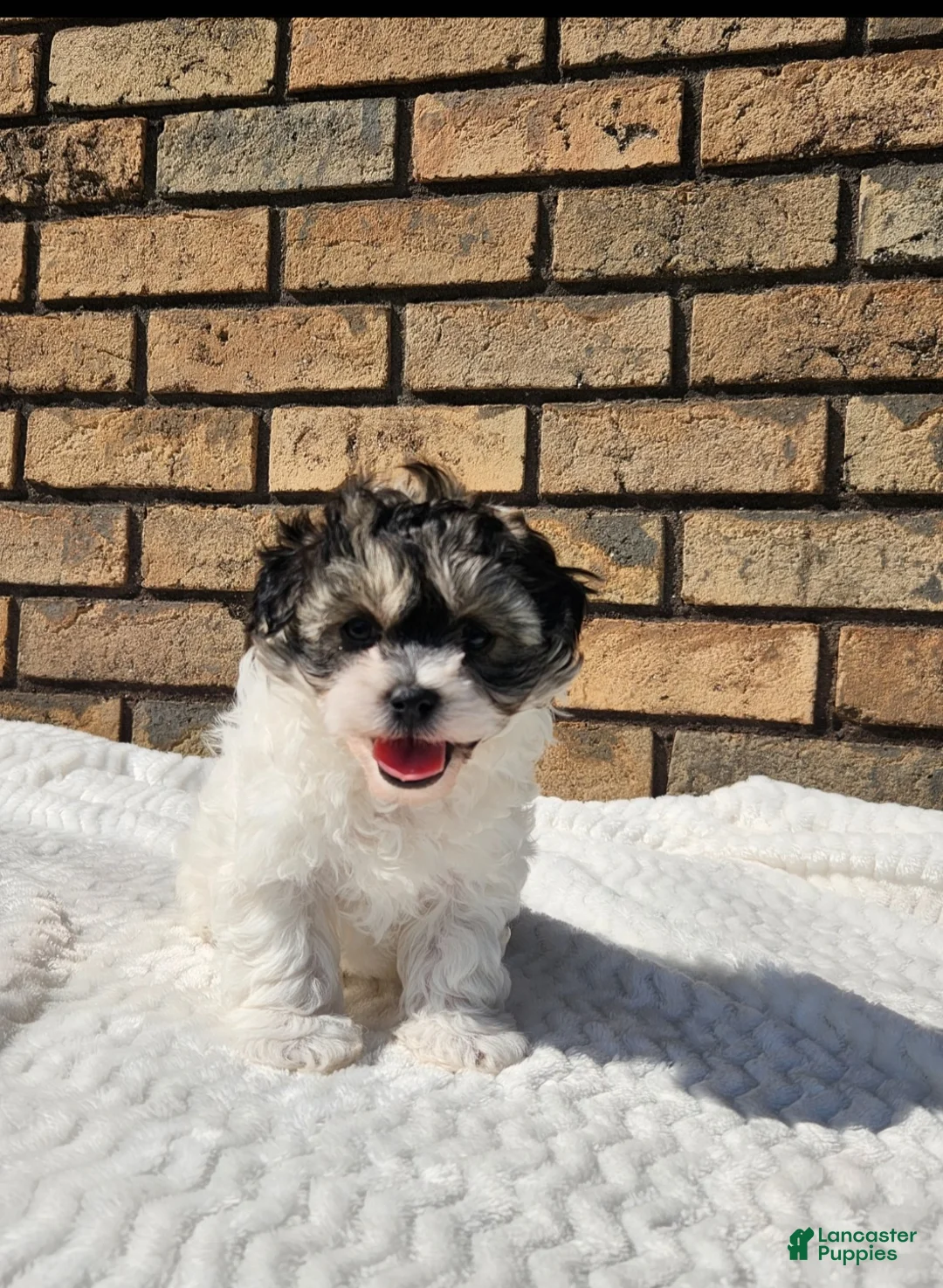 Havapoo dogs for sale: Rio - Ad 1