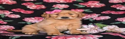 Golden Retriever dogs for sale: Lydia - Ad 3