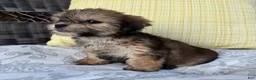 Shorkie dogs for sale: Rachel  - Ad 3