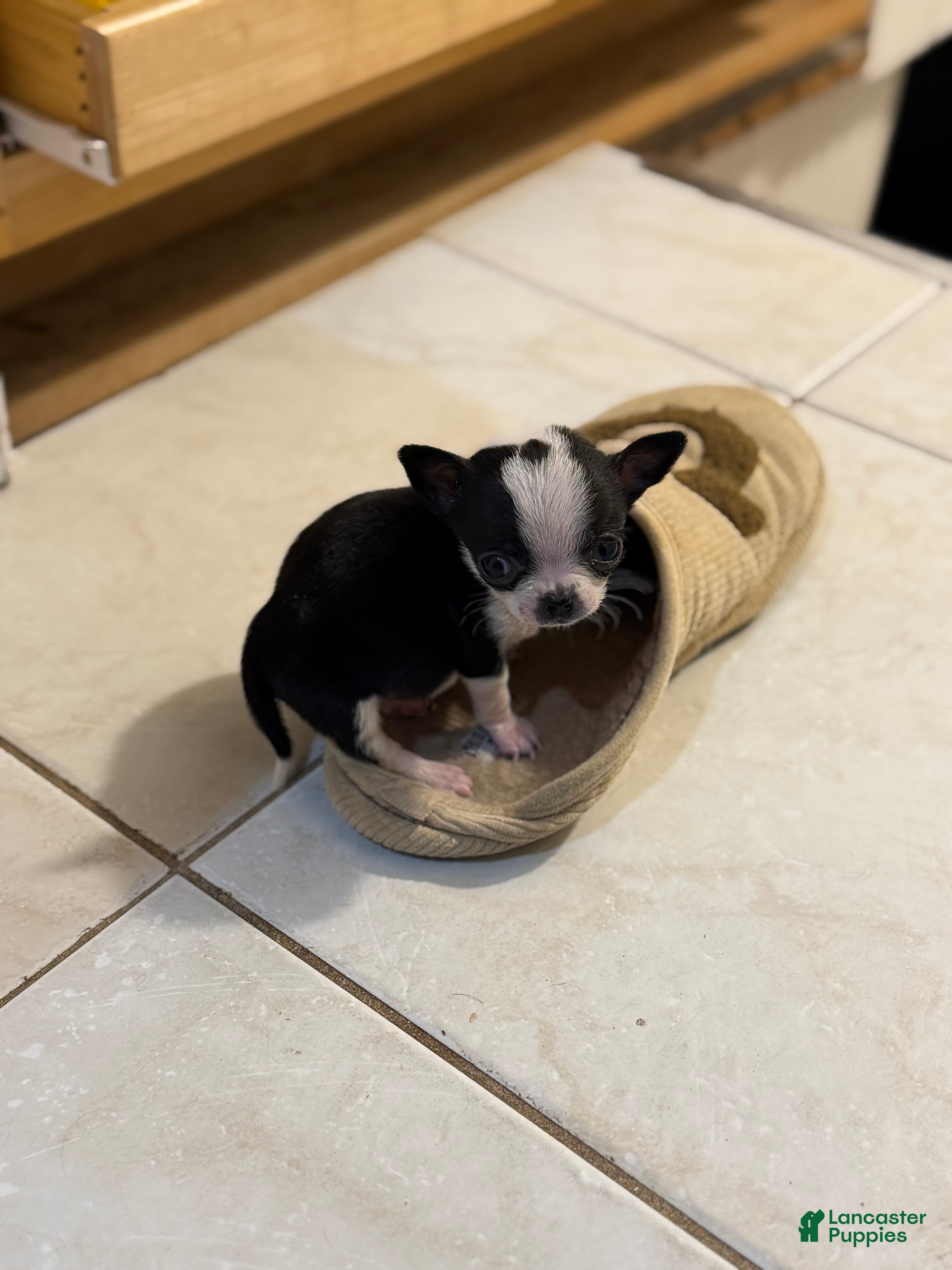 Chihuahua dogs MICRO TEACUP RARE CKC REGISTERED - Ad 2