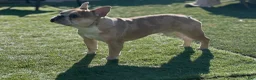 French Bulldog dogs for stud: King Midas (King) - Stud - Ad 8