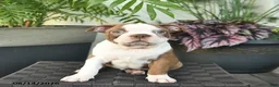 Boston Terrier dogs for sale: Rowan  - Ad 5