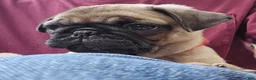 Pug dogs for sale: Bo - Ad 9
