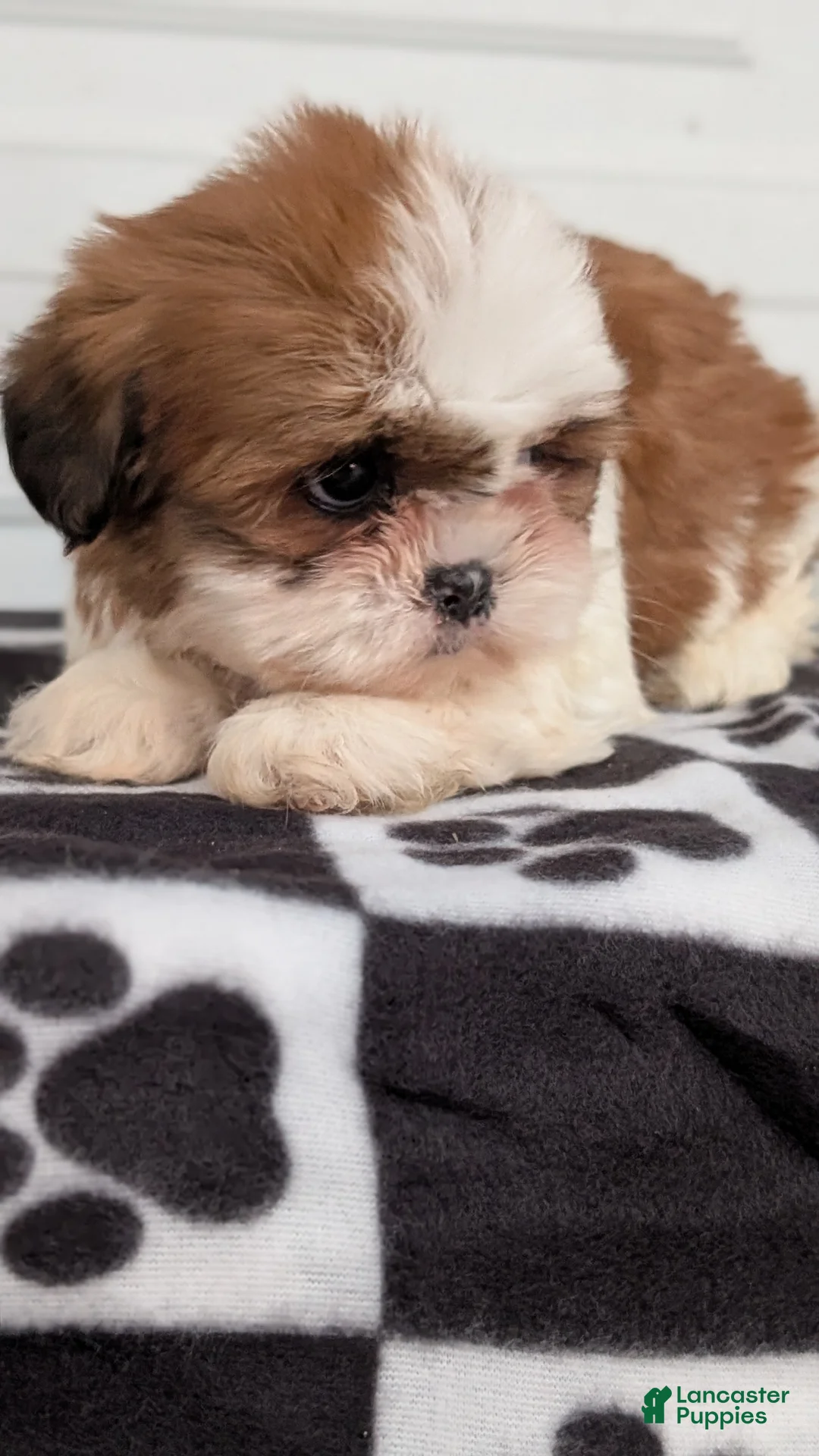 Shih Tzu dogs for sale: Poppy - Ad 3