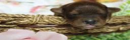 Yorkiepoo dogs for sale: Trusty - Ad 4