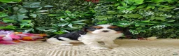 Cavalier King Charles Spaniel dogs for sale: Lexi - Ad 9