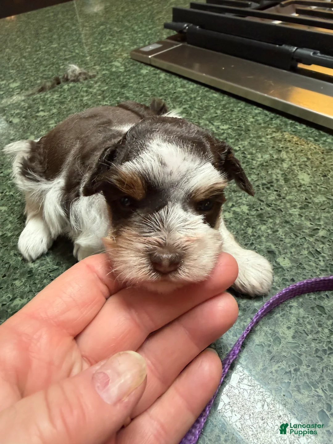 Miniature Schnauzer dogs for sale: Boy  - Ad 4