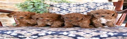 Toy Poodle dogs for sale: Meadow - Ad 3