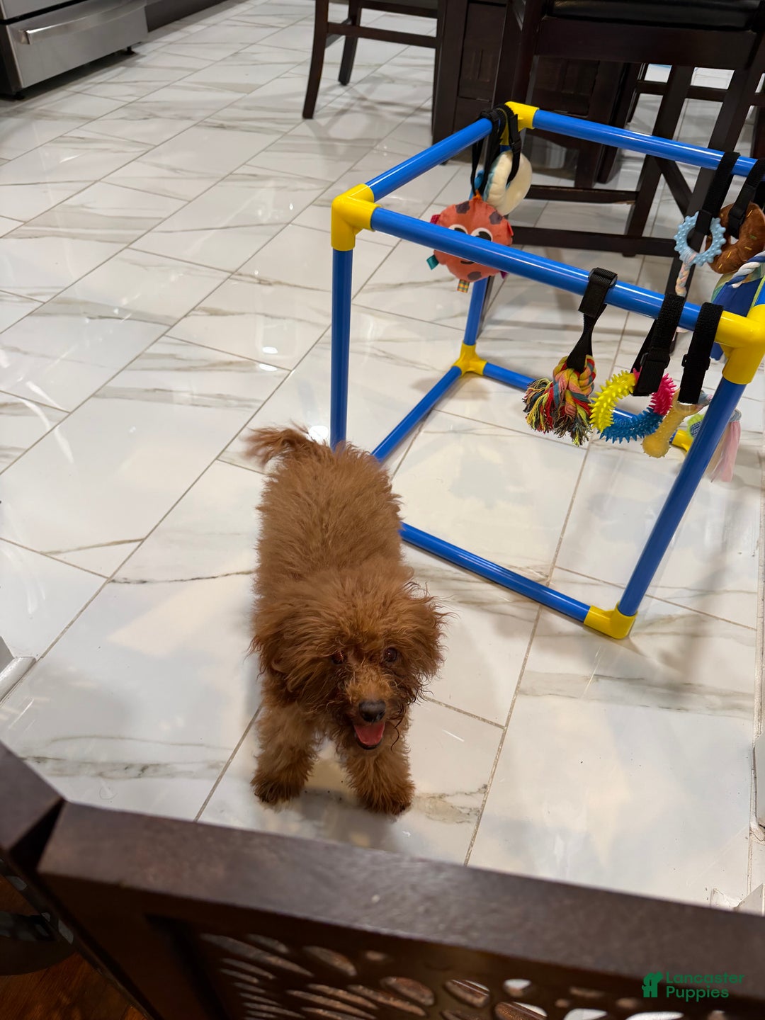 Toy Poodle dogs for sale: Toy Poodle Puppy 1 - Ad 2