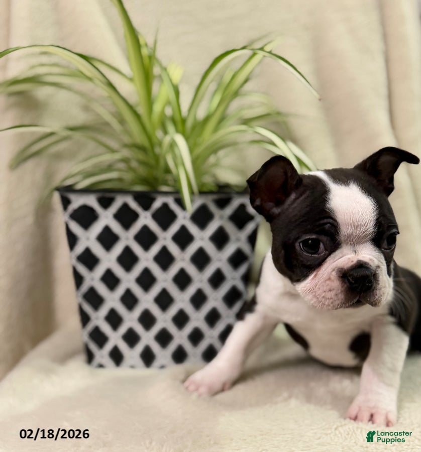 Boston Terrier dogs Midnight - Ad 2