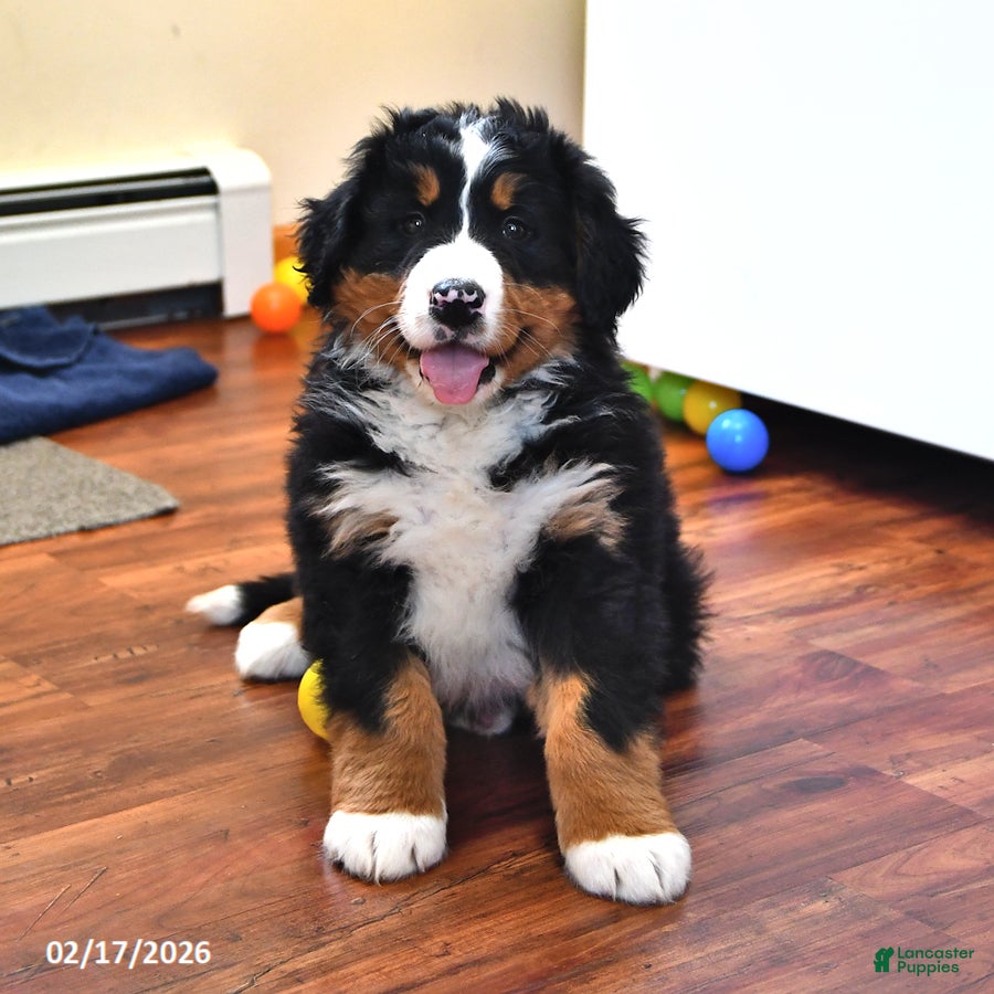 Bernese Mountain Dog dogs Bennett - Ad 1