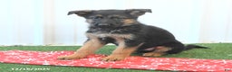 German Shepherd dogs for sale: Heather - Ad 4