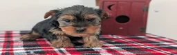Yorkshire Terrier dogs for sale: Dakota - Ad 8